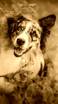 Sepia