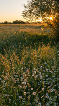 Oryginalny obrazek
