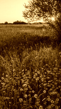 Sepia