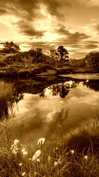 Sepia