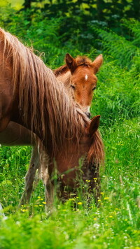 Oryginalny obrazek