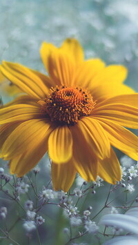 Oryginalny obrazek