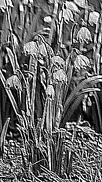 Skamielina