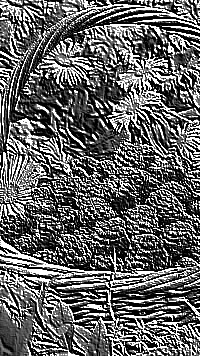 Skamielina