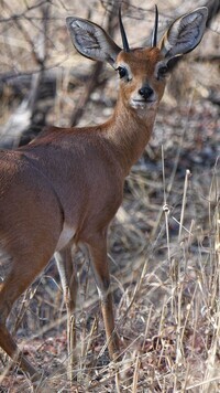 Oryginalny obrazek