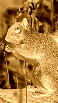 Sepia + Negatyw