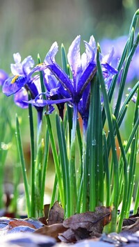 Oryginalny obrazek