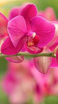 Oryginalny obrazek