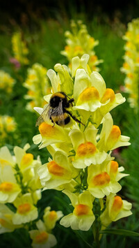 Oryginalny obrazek
