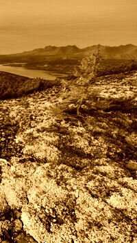 Sepia