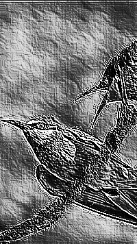 Skamielina