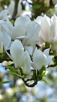 Oryginalny obrazek