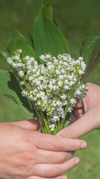 Oryginalny obrazek