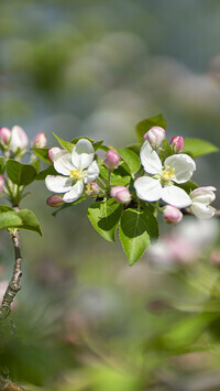 Oryginalny obrazek