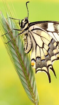 Oryginalny obrazek