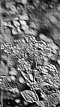 Skamielina