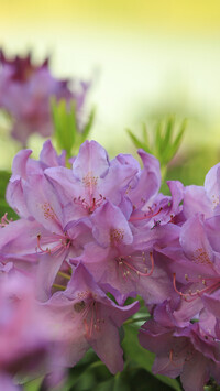 Oryginalny obrazek