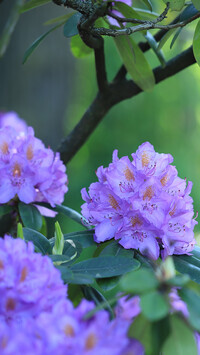 Oryginalny obrazek