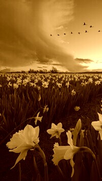 Sepia