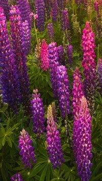 Oryginalny obrazek