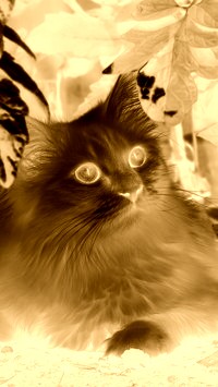 Sepia + Negatyw