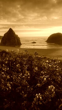 Sepia