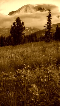 Sepia