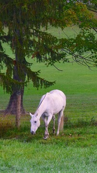 Oryginalny obrazek