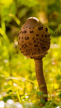 Oryginalny obrazek