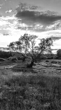 Szary + Sepia