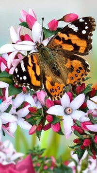 Oryginalny obrazek