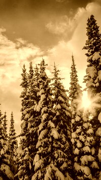 Sepia