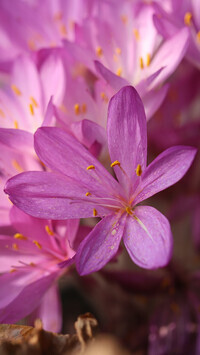 Oryginalny obrazek