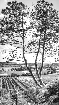 Szary + Sepia