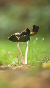 Oryginalny obrazek
