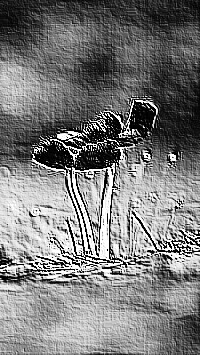 Skamielina