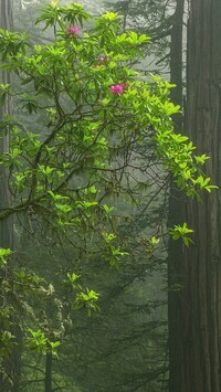 Oryginalny obrazek