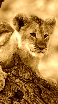 Sepia