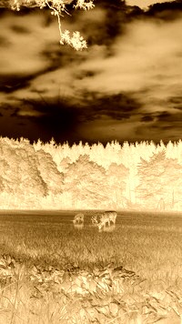 Sepia + Negatyw