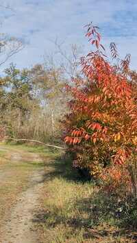 Oryginalny obrazek