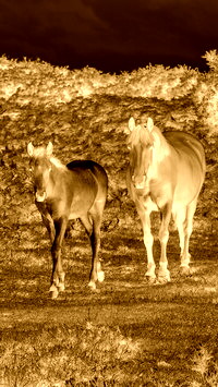 Sepia + Negatyw