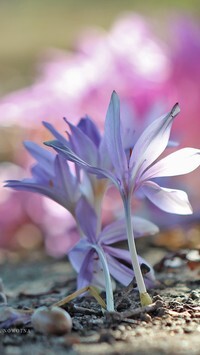 Oryginalny obrazek