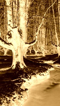 Sepia + Negatyw