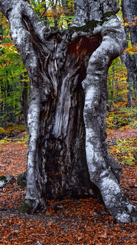 Oryginalny obrazek