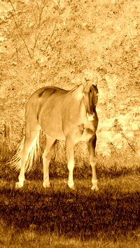 Sepia + Negatyw