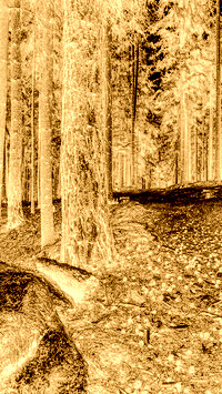 Sepia + Negatyw