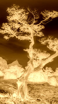 Sepia + Negatyw