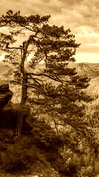 Sepia