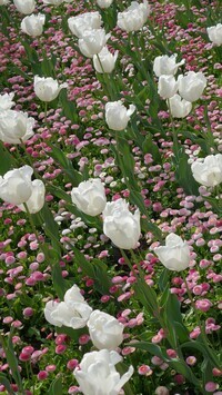 Oryginalny obrazek