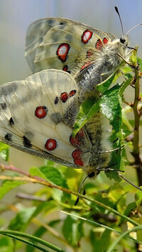 Oryginalny obrazek